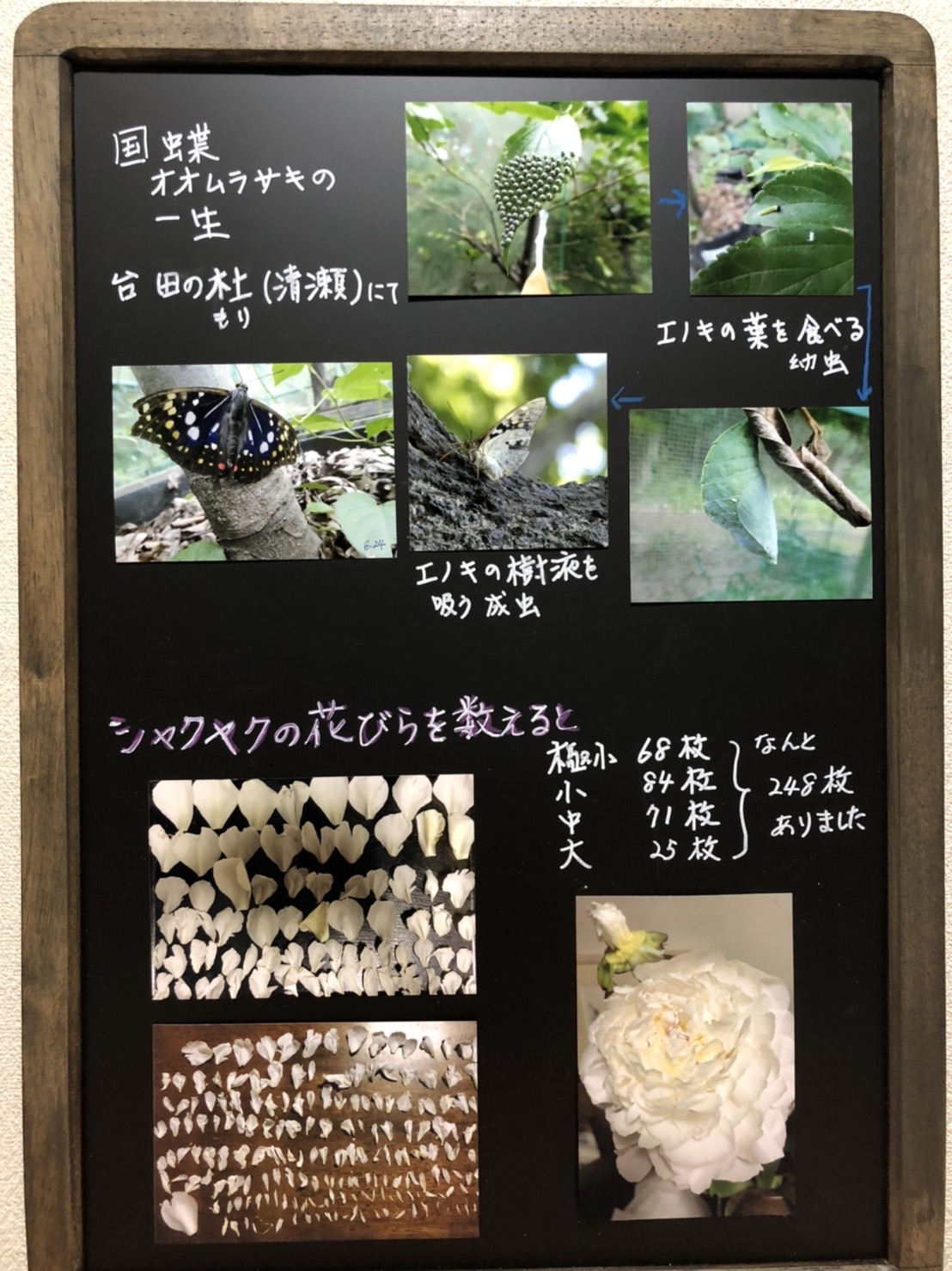 自然の輝き